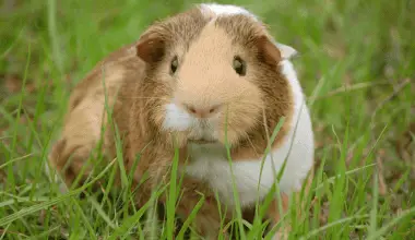 guinea pig on grass