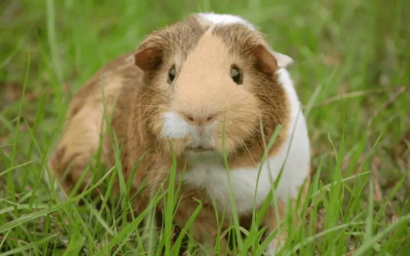 guinea pig on grass