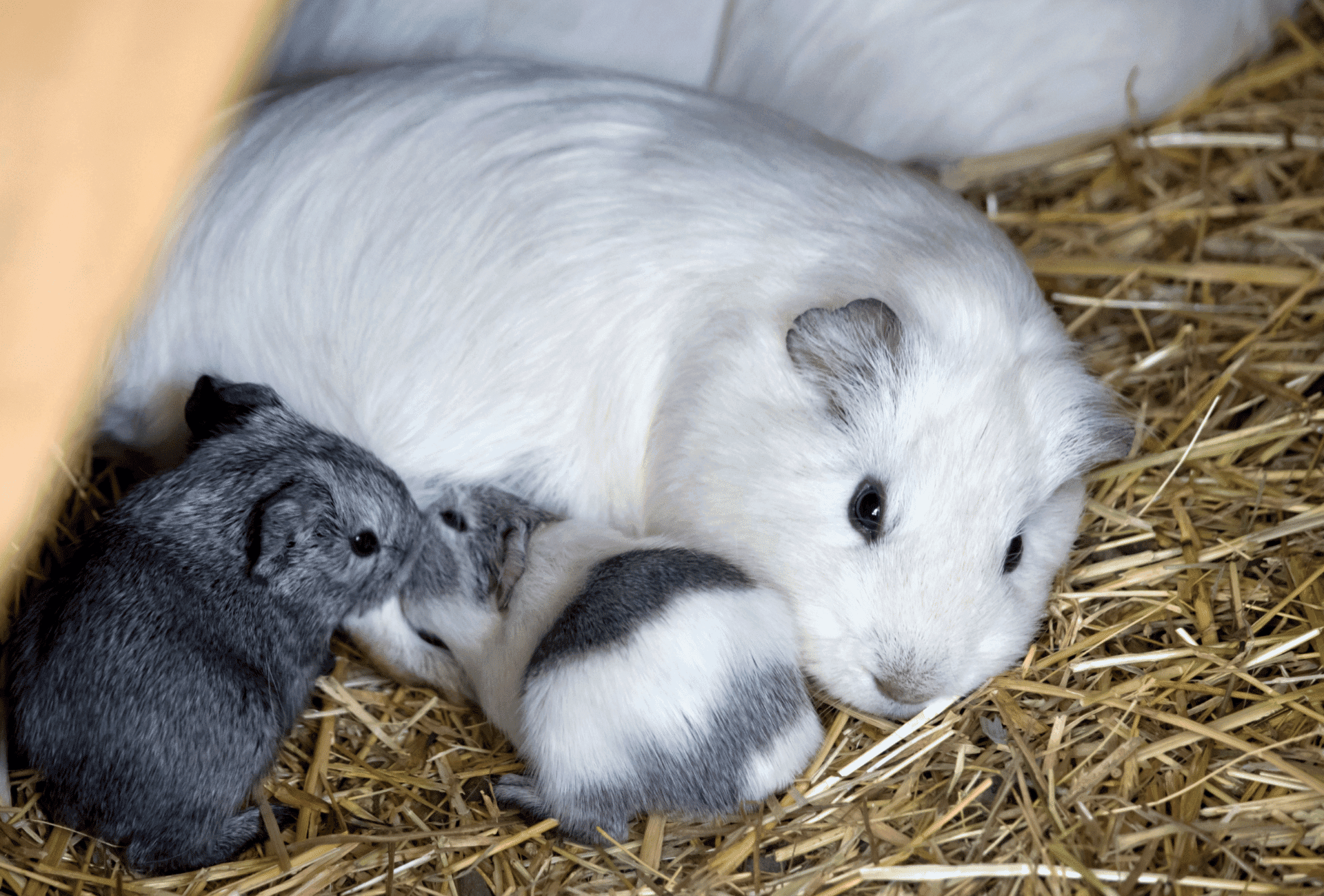 Guinea Pig Pregnancy – Signs & Week by Week Guide - Guinea Pig Site