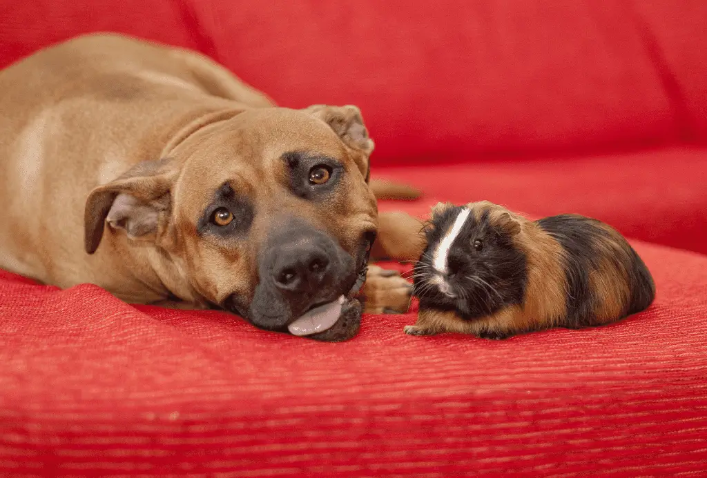 Guinea pig lays on the couch next to a large dog.