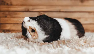 Sleepy guinea pig yawns with mouth wide open.