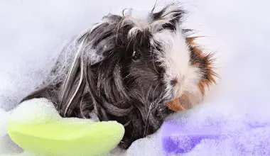 Guinea pig with shampoo all over the body waiting to be bathed.