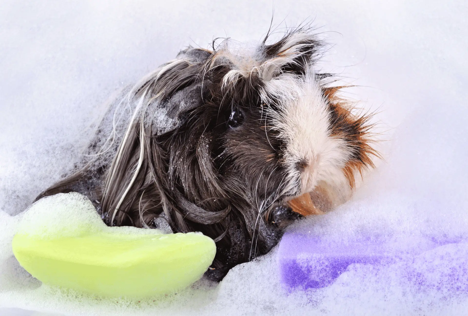 Guinea pig with shampoo all over the body waiting to be bathed.