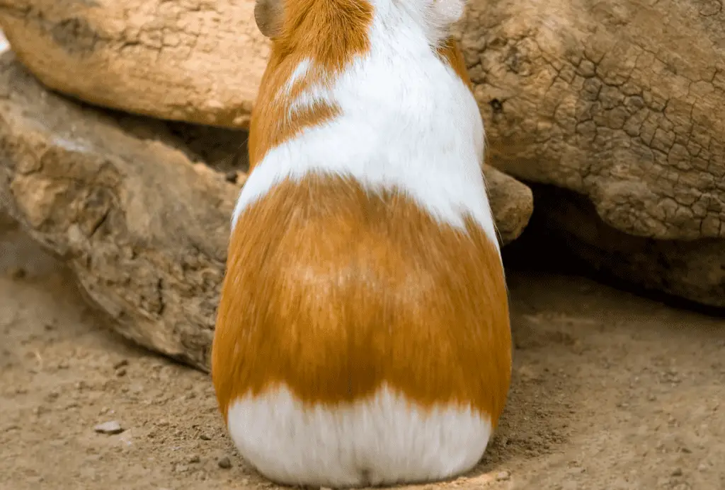 Rear end of a guinea pig with no tail visible.