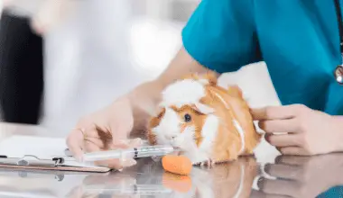 Guinea pig is presented at the vet.