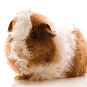 Adult texel guinea pig in front of white background.