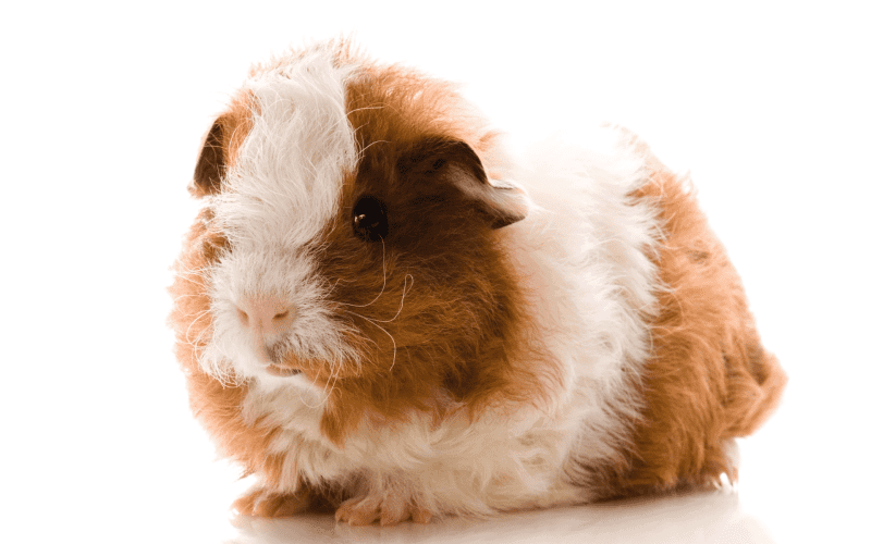 Adult texel guinea pig in front of white background.