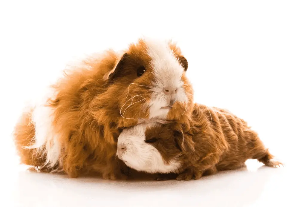 Guinea pig places its head on baby guinea pig.