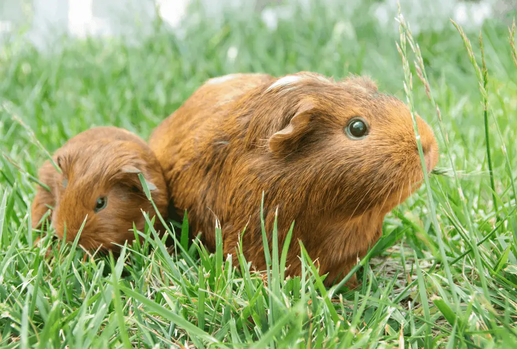 Adult guinea pig socialising with a younger guinea pig outside on the grass.