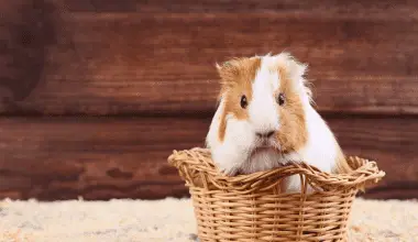 Young guinea pig sits in a basket.