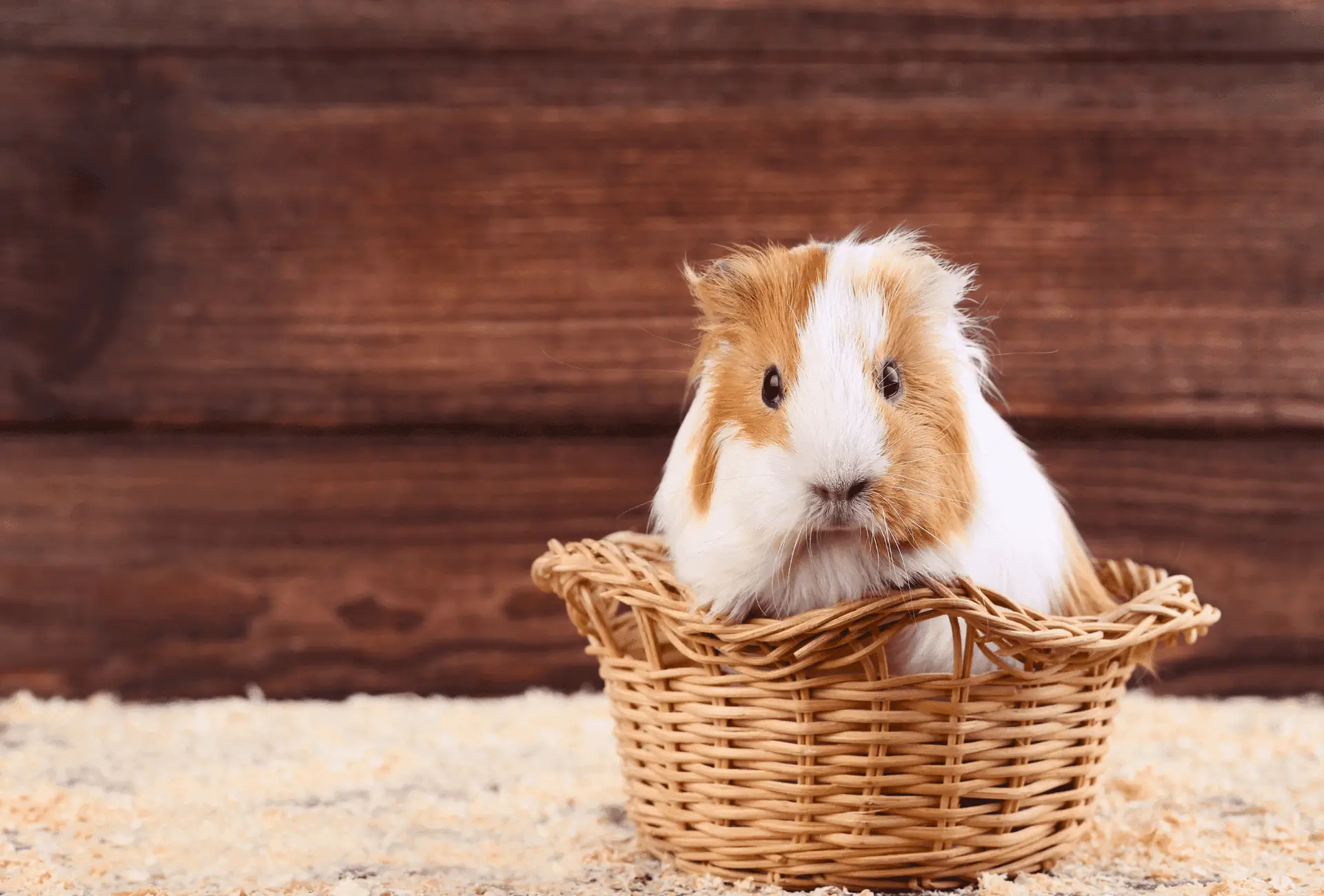 Young guinea pig sits in a basket.