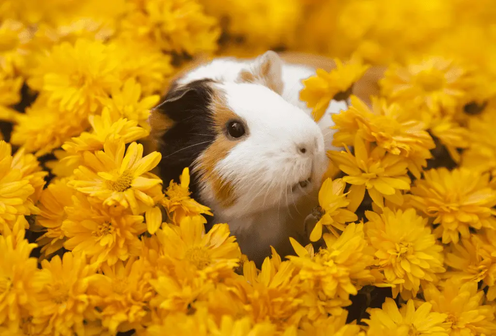 Guinea pig sits in yellow flower bed.