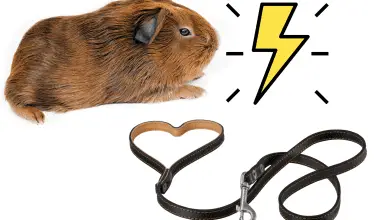 Guinea pig on white background, lightning in the corner describing controversy around guinea pig leashes.