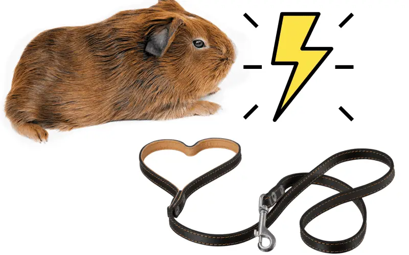 Guinea pig on white background, lightning in the corner describing controversy around guinea pig leashes.