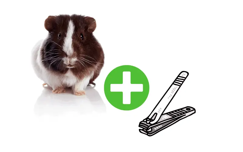 Guinea pig plus nail clipper on white background.