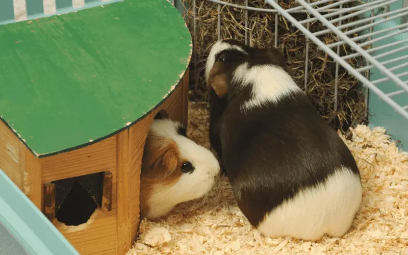 Two guinea pigs inside a cage with a shelter.