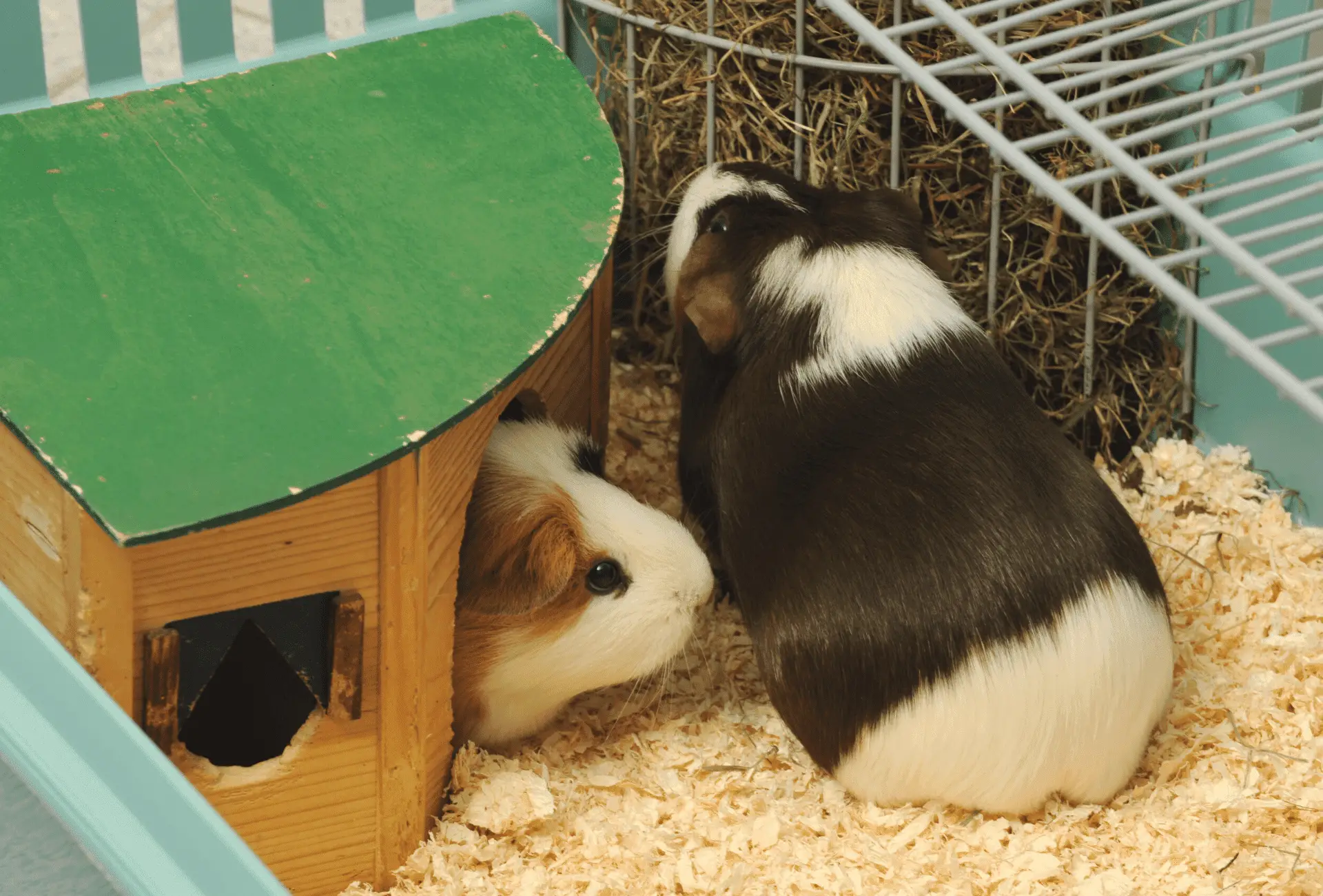 Two guinea pigs inside a cage with a shelter.