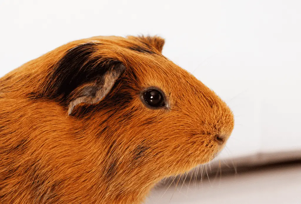 Close up of guinea pig eyes wide open.