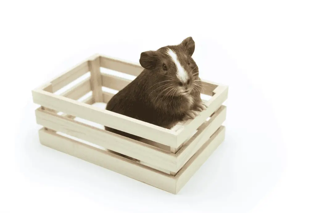 Guinea pig sits in very small wooden enclosure.