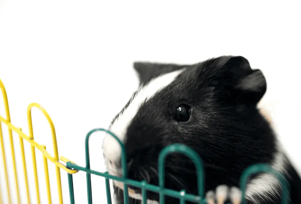 Guinea pig leaning over a colored fence.