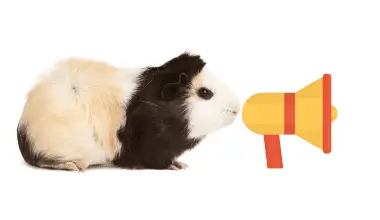 Guinea pig making sounds through megaphone.