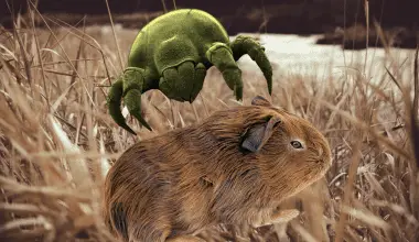 Mite hovering above guinea pig in a wheat field.