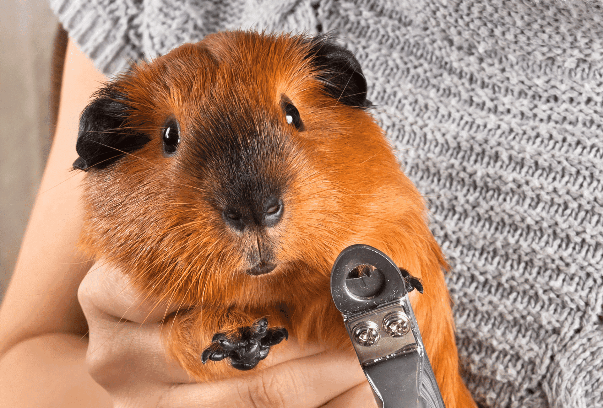 Guinea Pig Nail Clipping Everything You Need To Know Guinea Pig Site