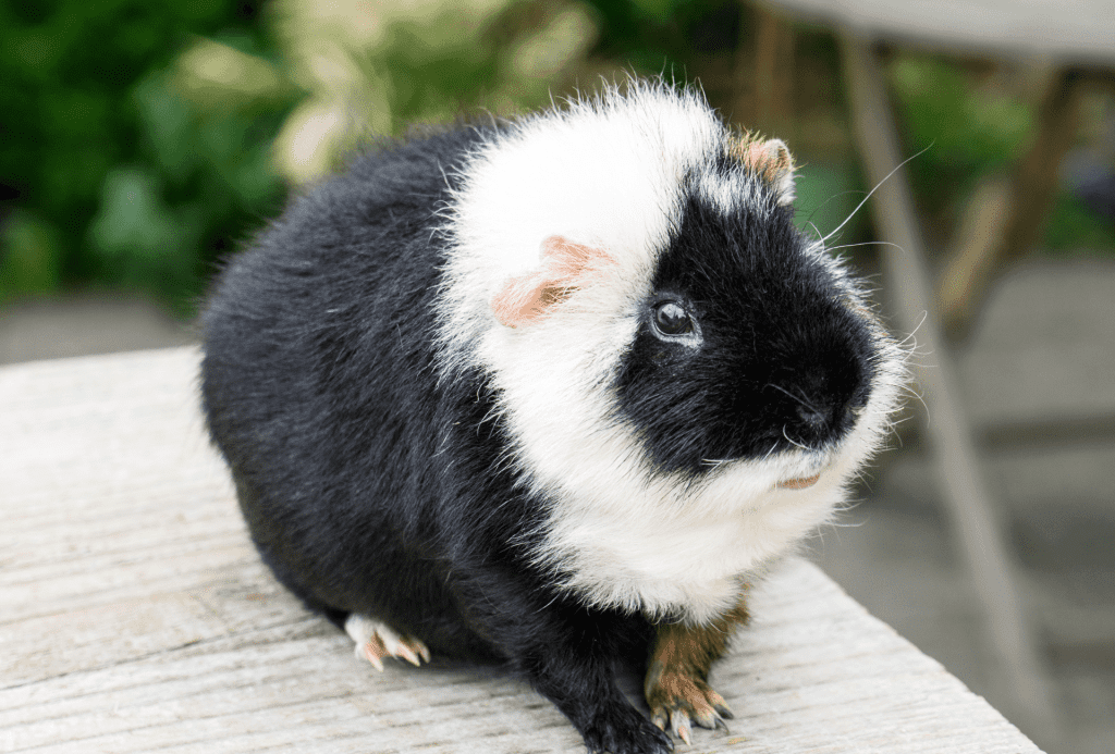 Stunning Food For Guinea Pigs With Hair Loss image