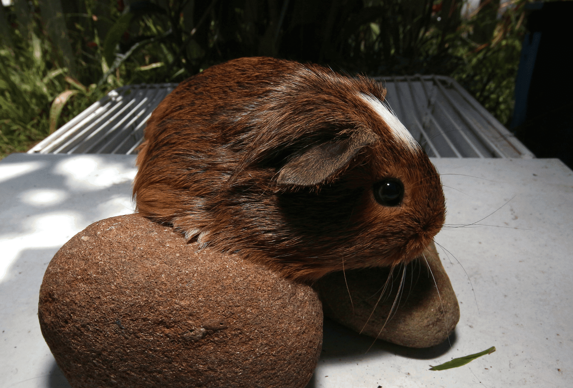 Can Guinea Pig Poop Make You Sick