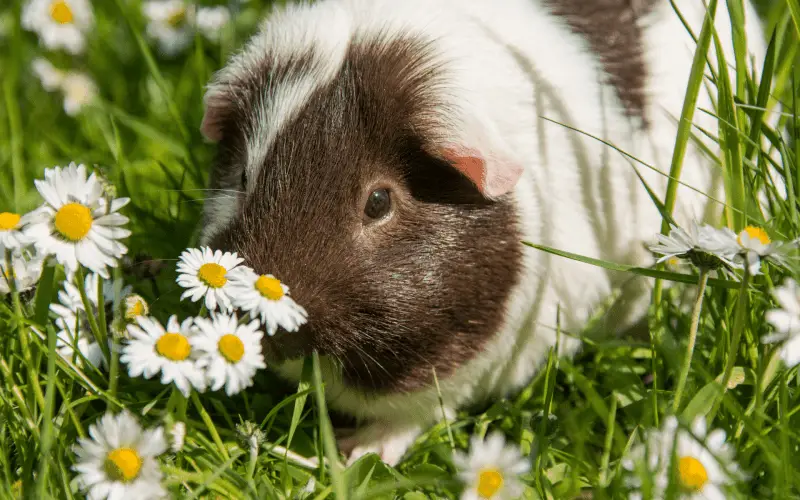 Guinea explores the outdoors on a grassy ground.