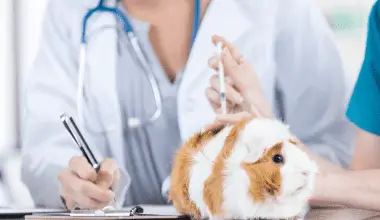 Vet makes a movement as if she is administering shots to the guinea pig.