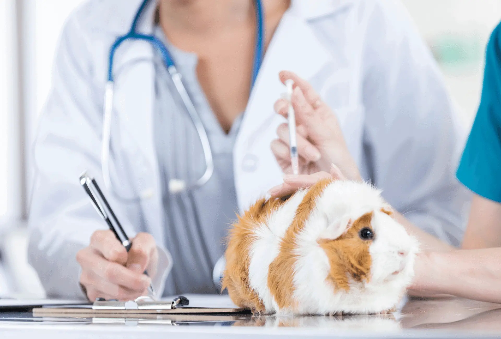 Vet makes a movement as if she is administering shots to the guinea pig.
