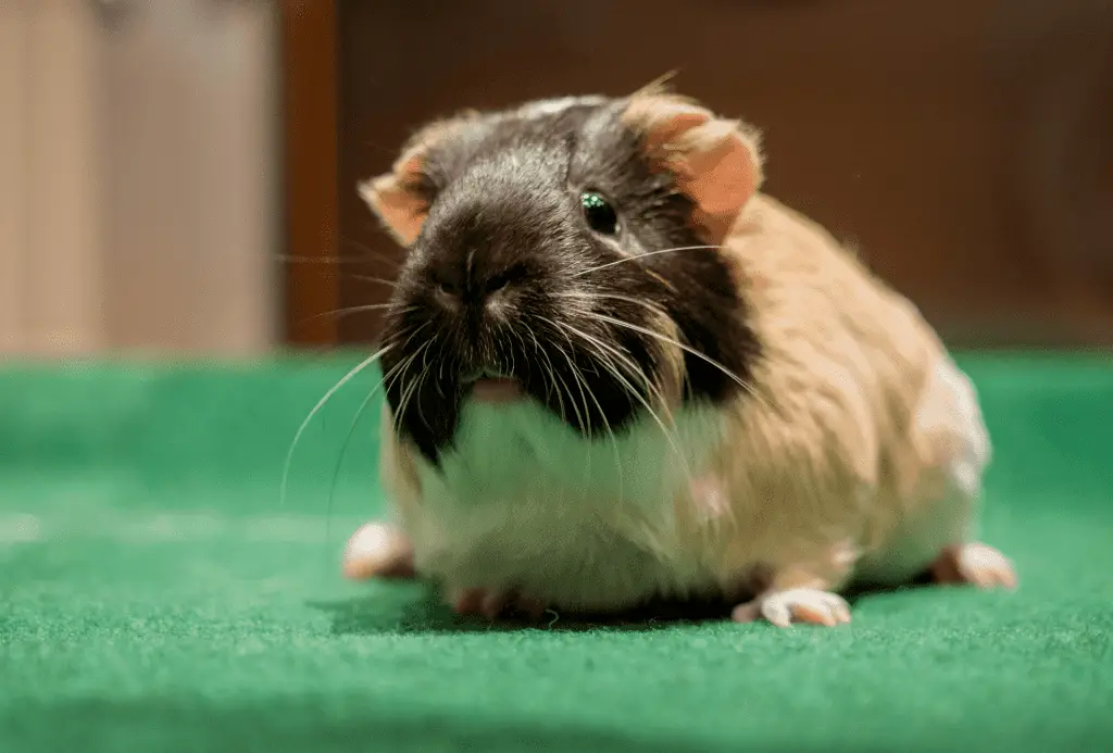 Guinea pig staring, not believing that the mite treatment is underway.