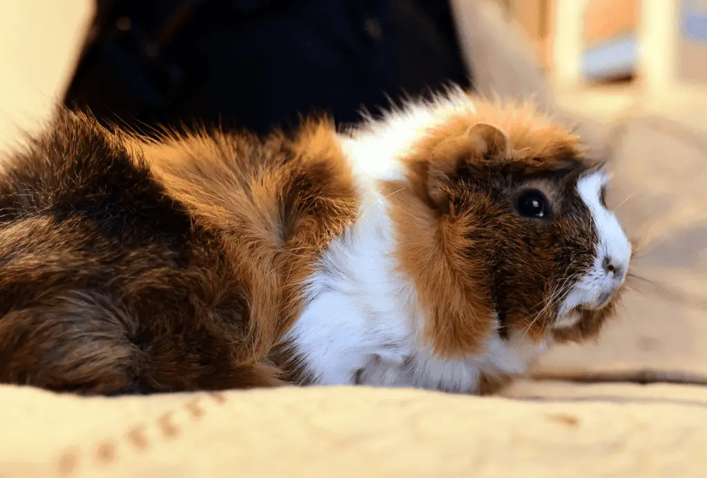 Guinea pig is inside on warm bedding.