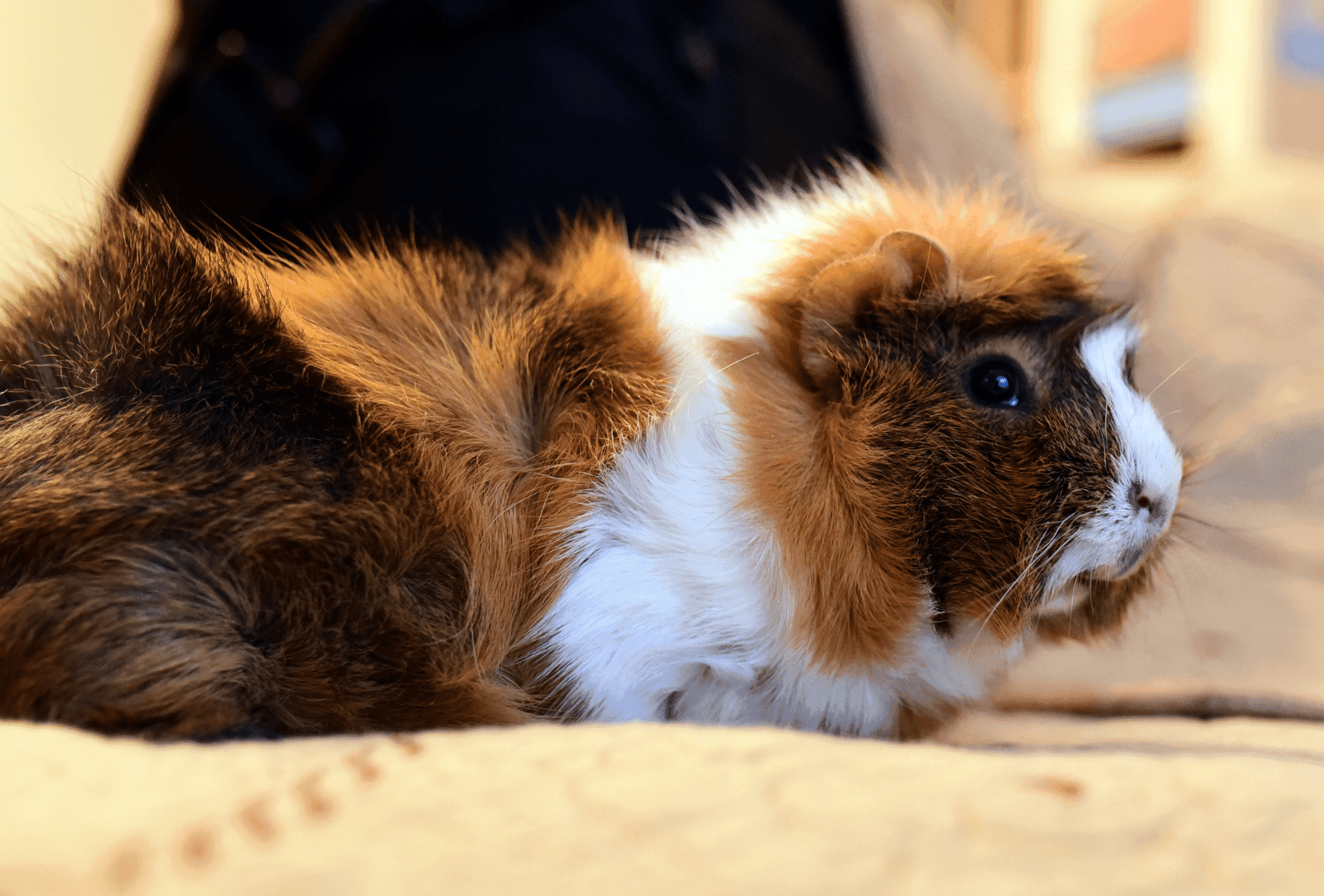 Can Guinea Pigs Live Outside? Guinea Pig Site