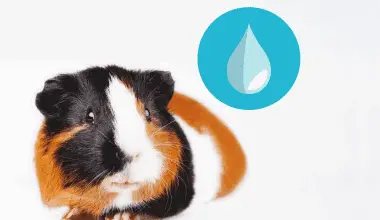 Guinea pig on white background with a water drop symbol in the top corner.