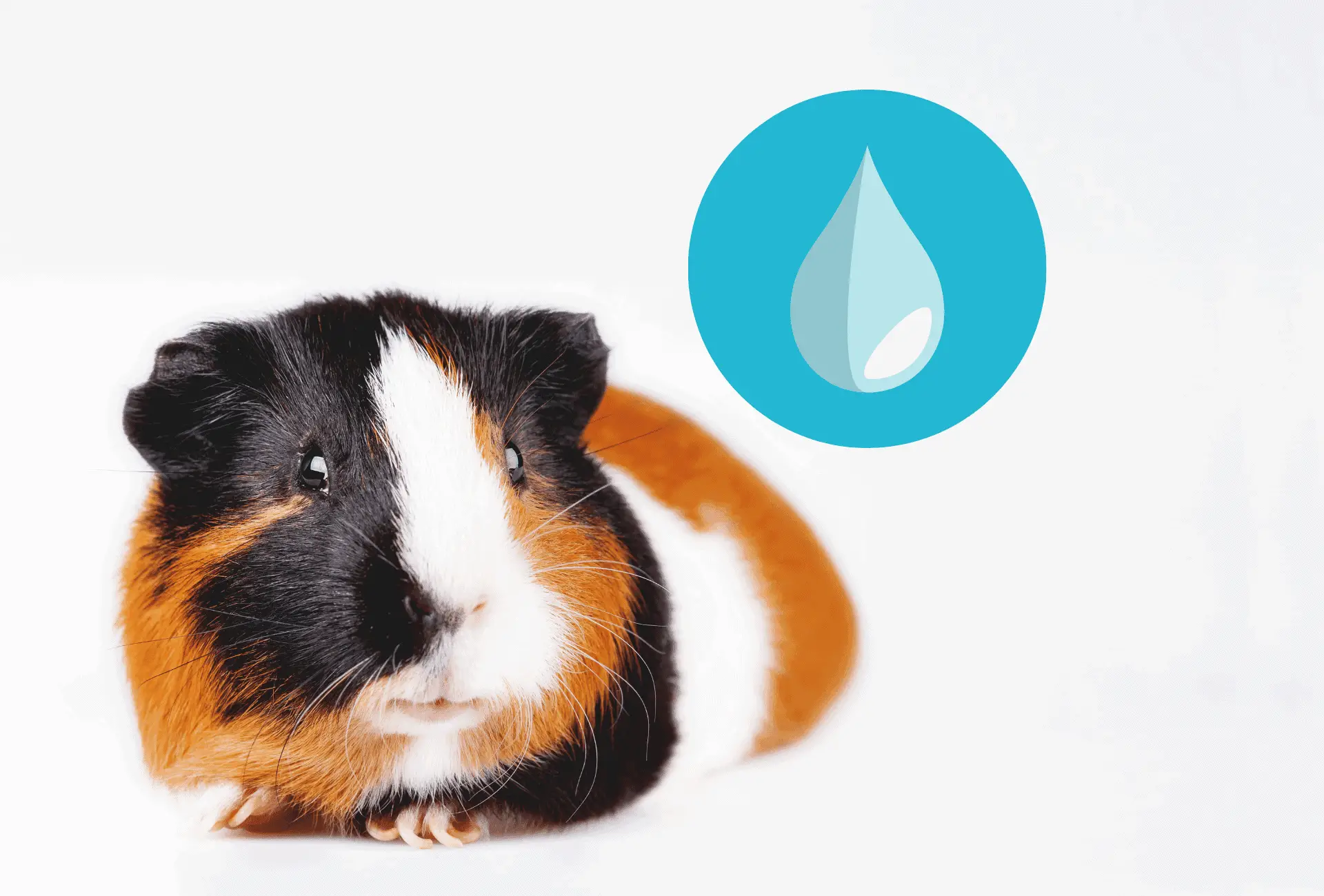 Guinea pig on white background with a water drop symbol in the top corner.