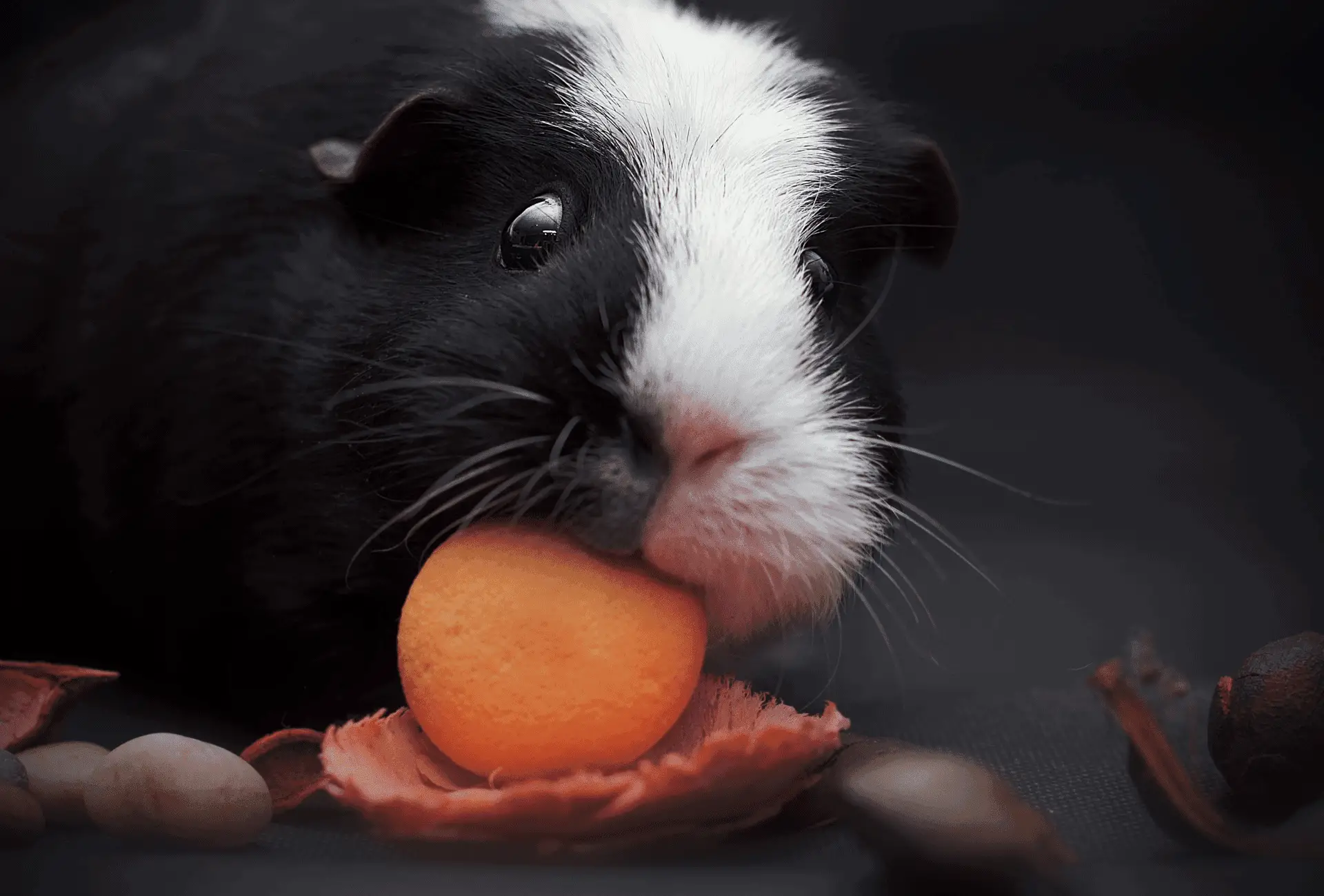 Guinea pig chewing on a toy in the dark.