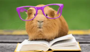 Guinea pig seems to read a book with glasses in front of open eyes.
