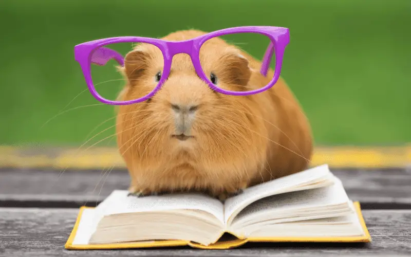 Guinea pig seems to read a book with glasses in front of open eyes.