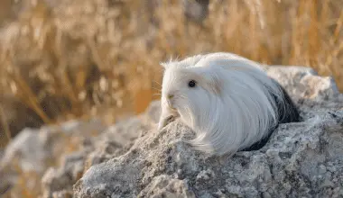 White guinea pig with silky and smooth coat outside on a rock.