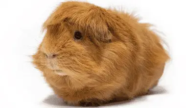 Guinea pig with unkempt fur on white background.