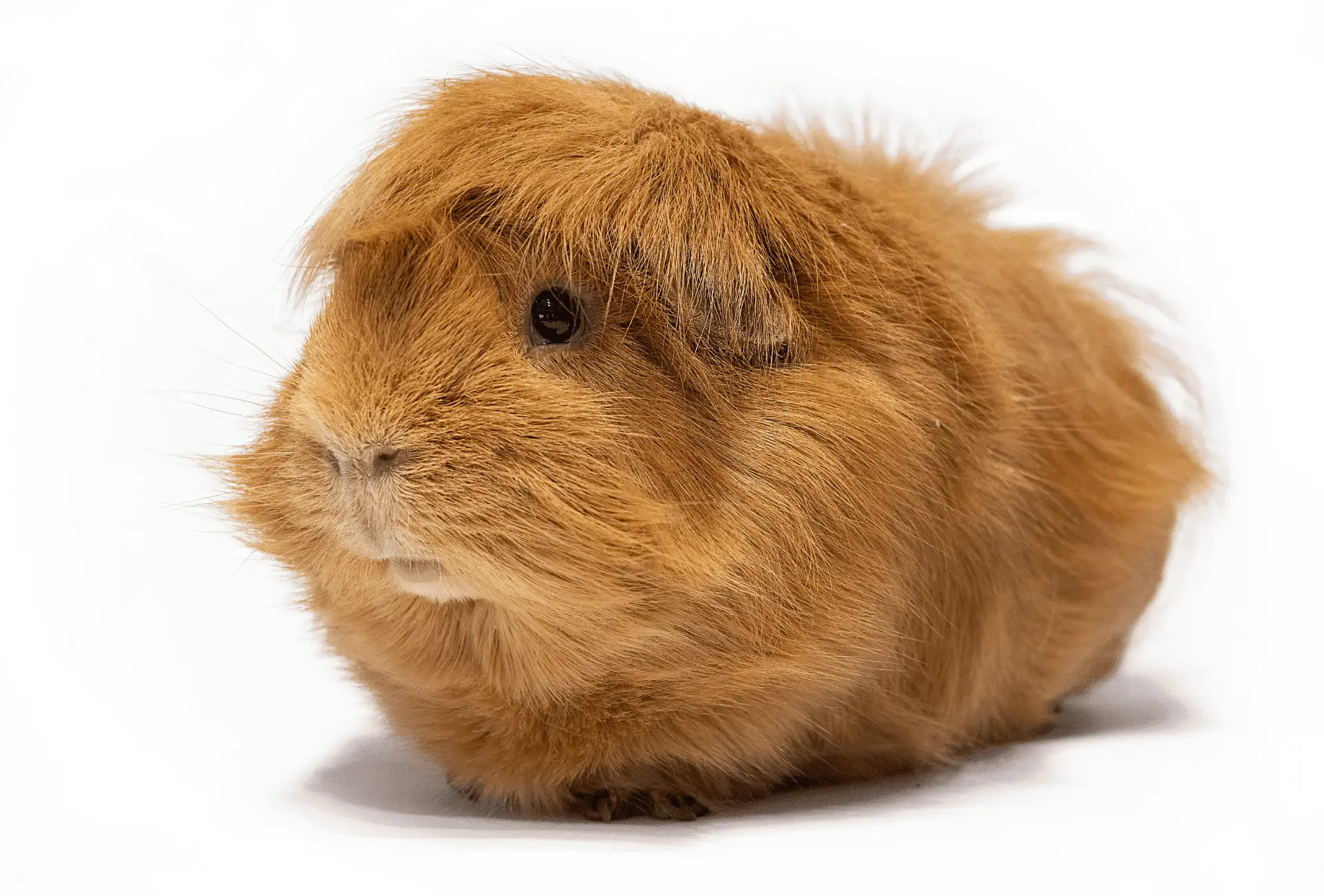 Guinea pig with unkempt fur on white background.