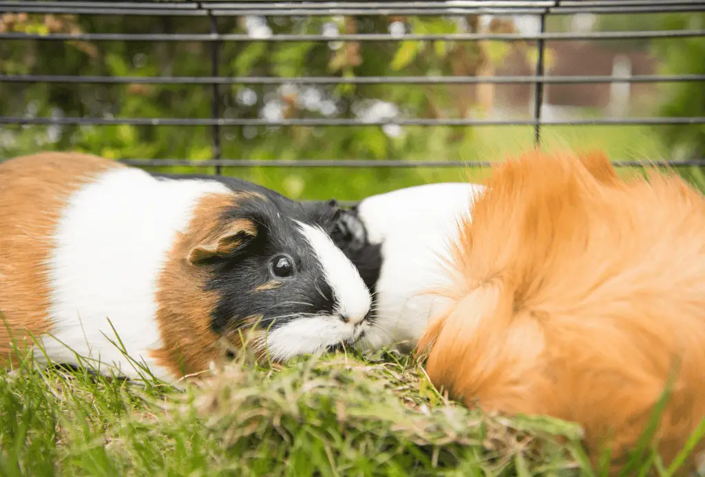 Guinea pigs play outside, surrounded by steel cage bars to keep them safe.