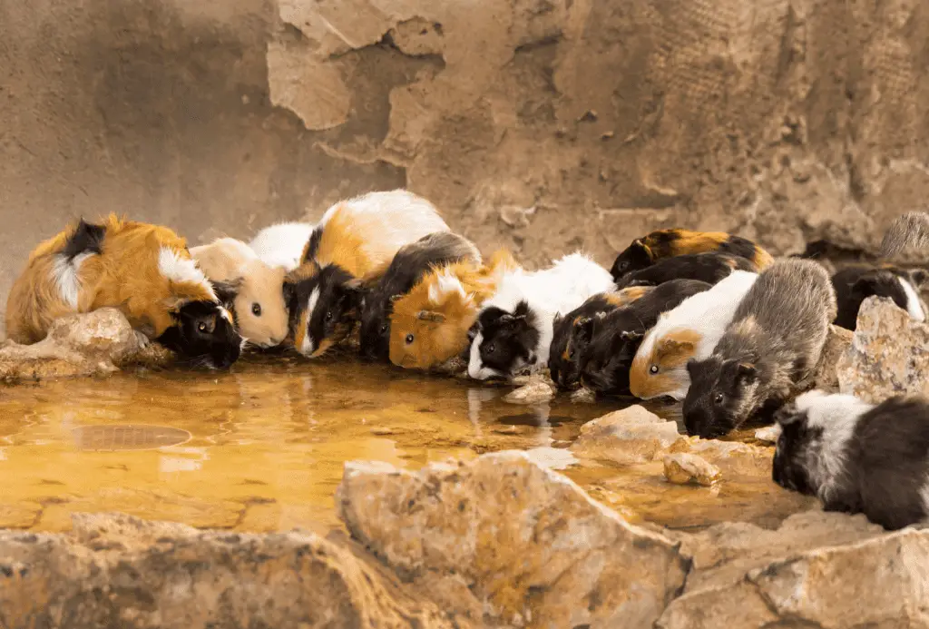More than a dozen guinea pigs drinking water inside a rocky enclosure.