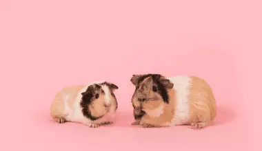 Two guinea pigs in front of a pink background.