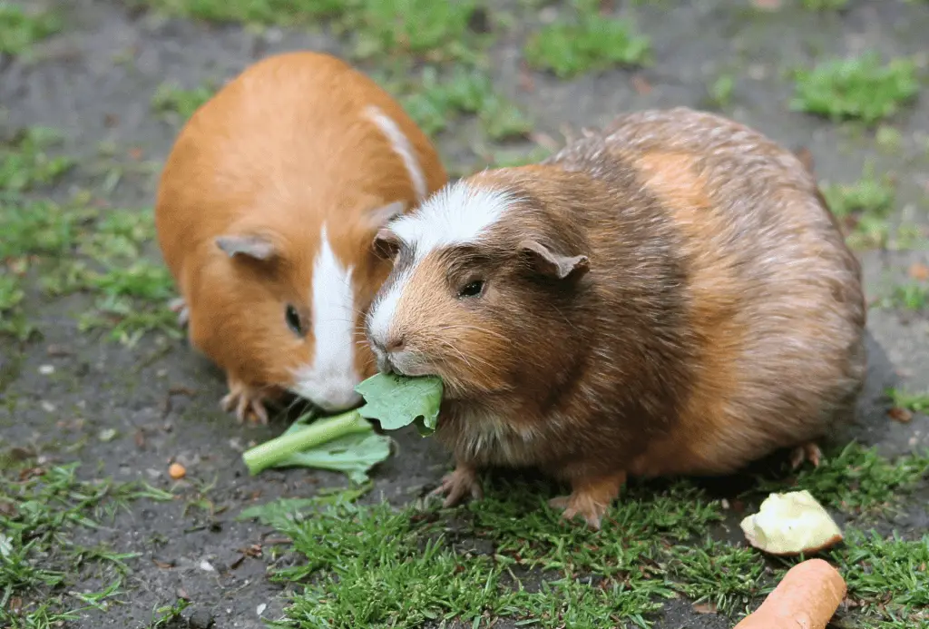 Two guinea pigs eating next to each other outdoors.