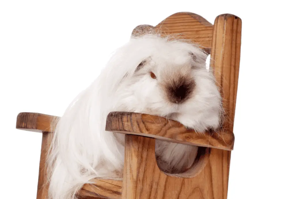 Albino guinea pig on rocking chair