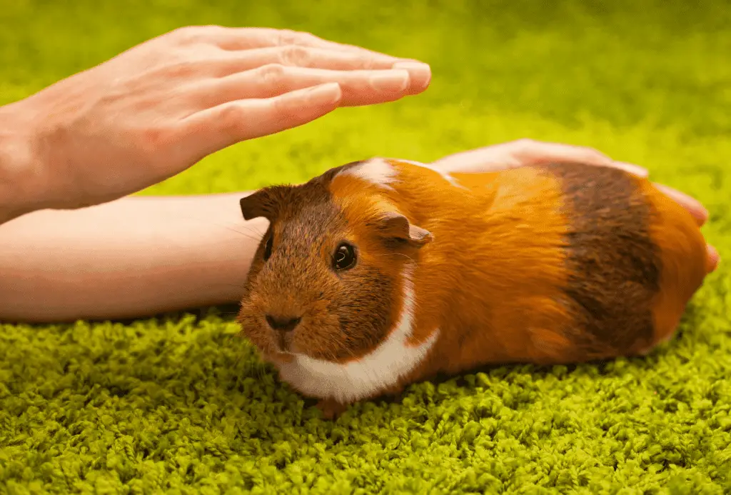 Guinea pig being petted