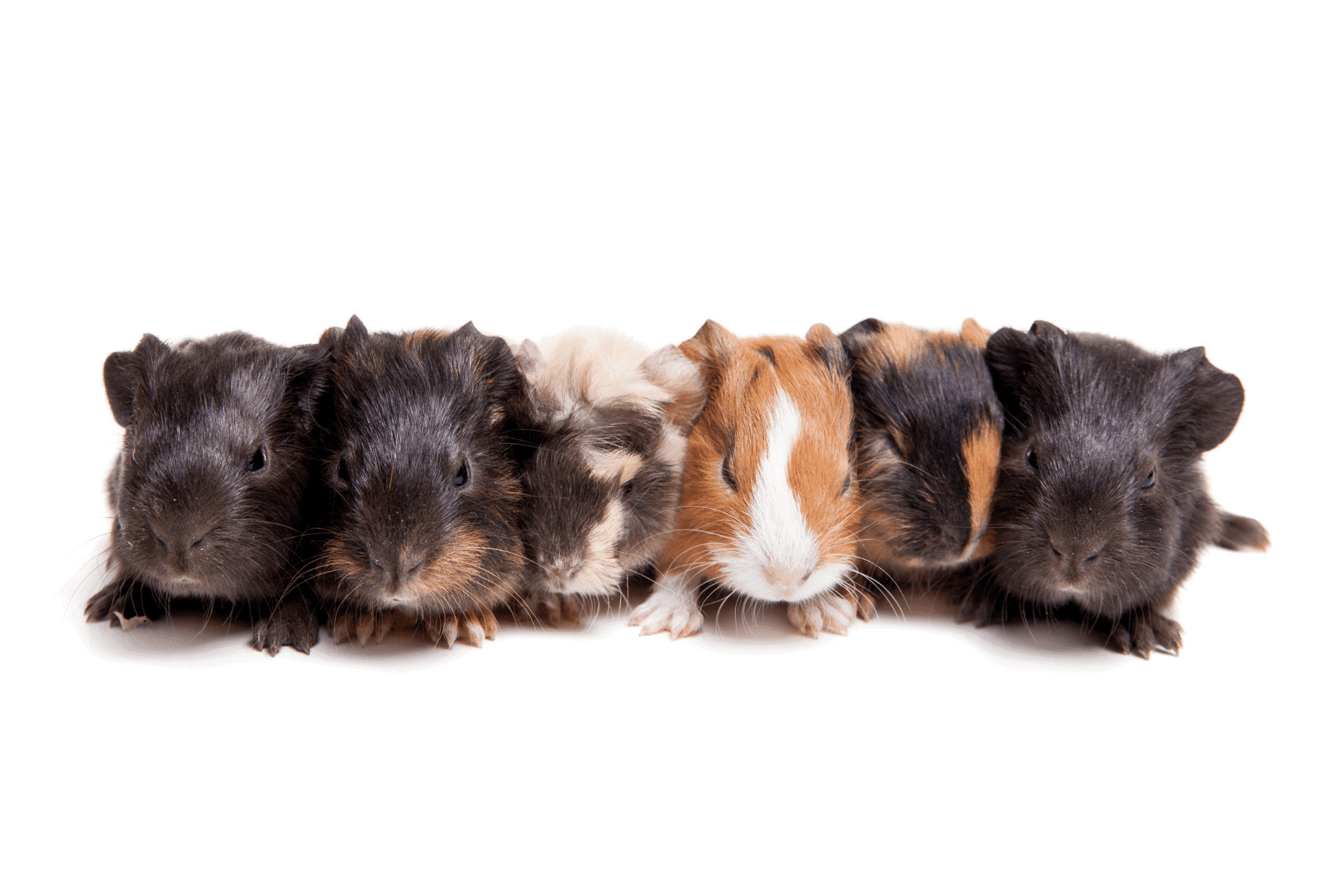 Guinea Pig Pregnancy – Signs & Week by Week Guide - Guinea Pig Site